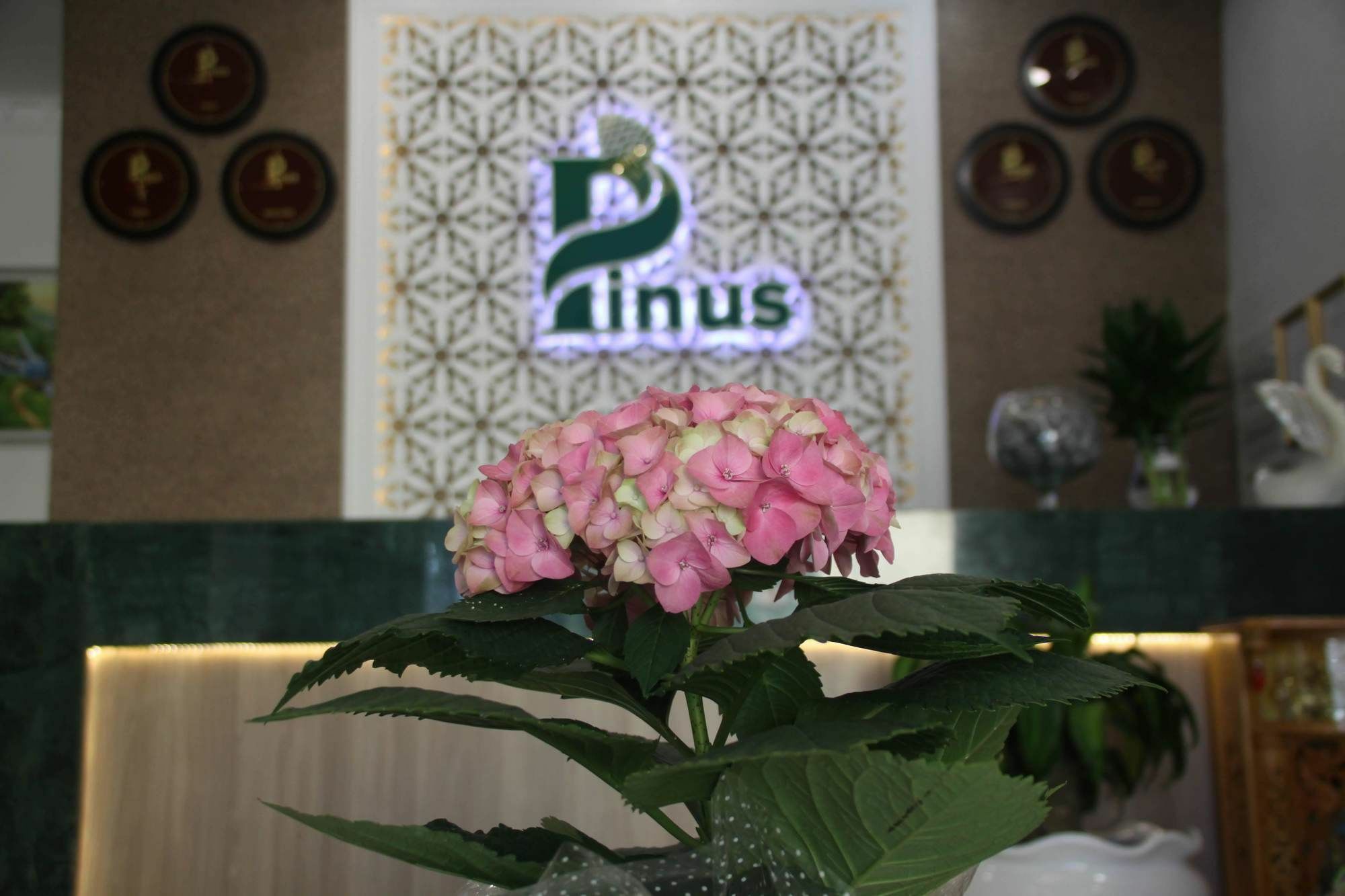 Pinus Hotel Dalat Exteriér fotografie